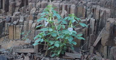 P3201262 (640x360)