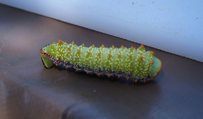 P3201312 (640x360)