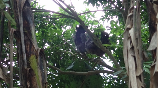 Hühner kämpfen im Mangobaum um die besten Schlafplätze
