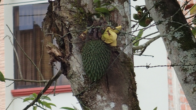Jackfruit- ähnlich wie Durian...bääähhhh