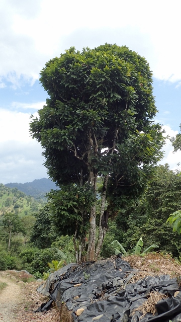 50jähriger "almedra-blanca". Rarität. Kakaobaum zur Nachzucht