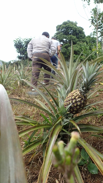 Ananas als Wegmarkierung