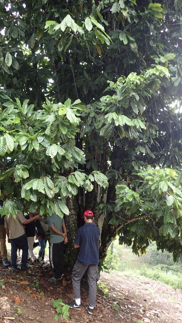 Wir suchen Schutz im Regen unter einem 80jährigen Kakaobaum