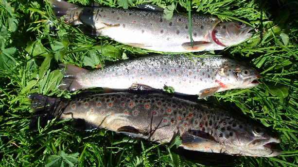 P6070021