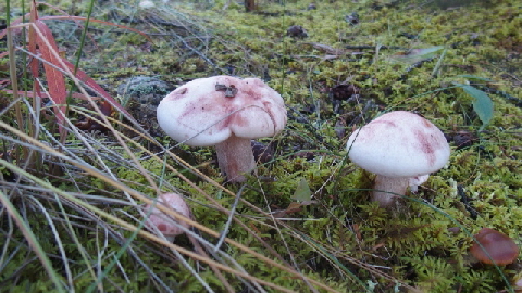 P9010133 (640x360)