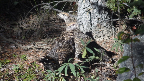 P9020155 (640x360)