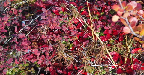 P9060305 (640x360)