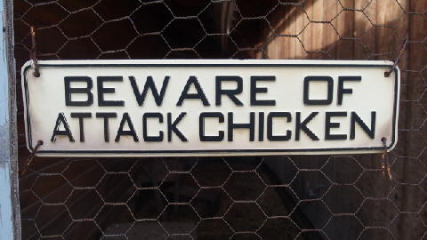 P9090391 (640x360)