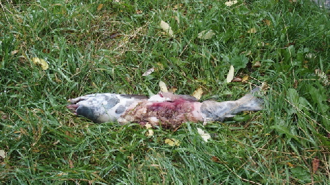 P9160608 (640x360)