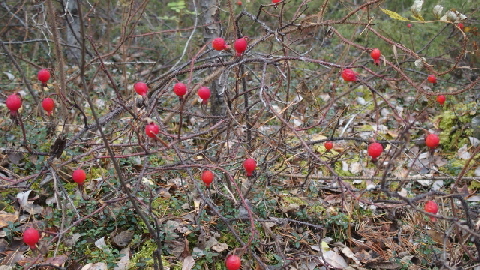 P9220925 (640x360)