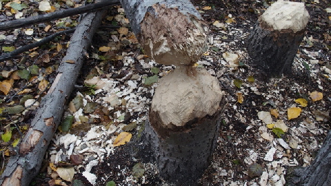 P9230949 (640x360)