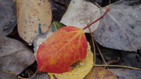 P9230957 (640x360)