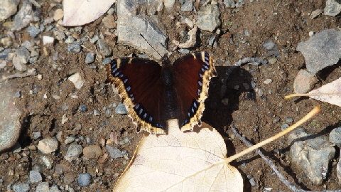 P9240986 (640x360)