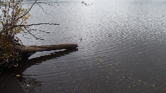 P9271050 (640x360)