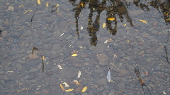 P9271051 (640x360)