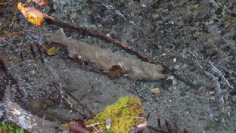 PA011183 (640x360)