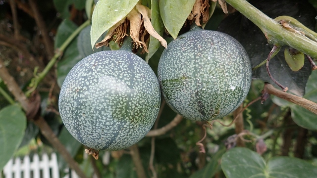 Passionsfrucht
