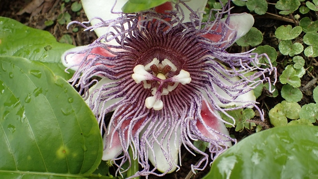 die dazugehörende Blume