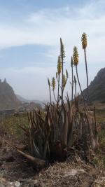 Aloe vera