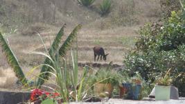 Burro im Gärtli